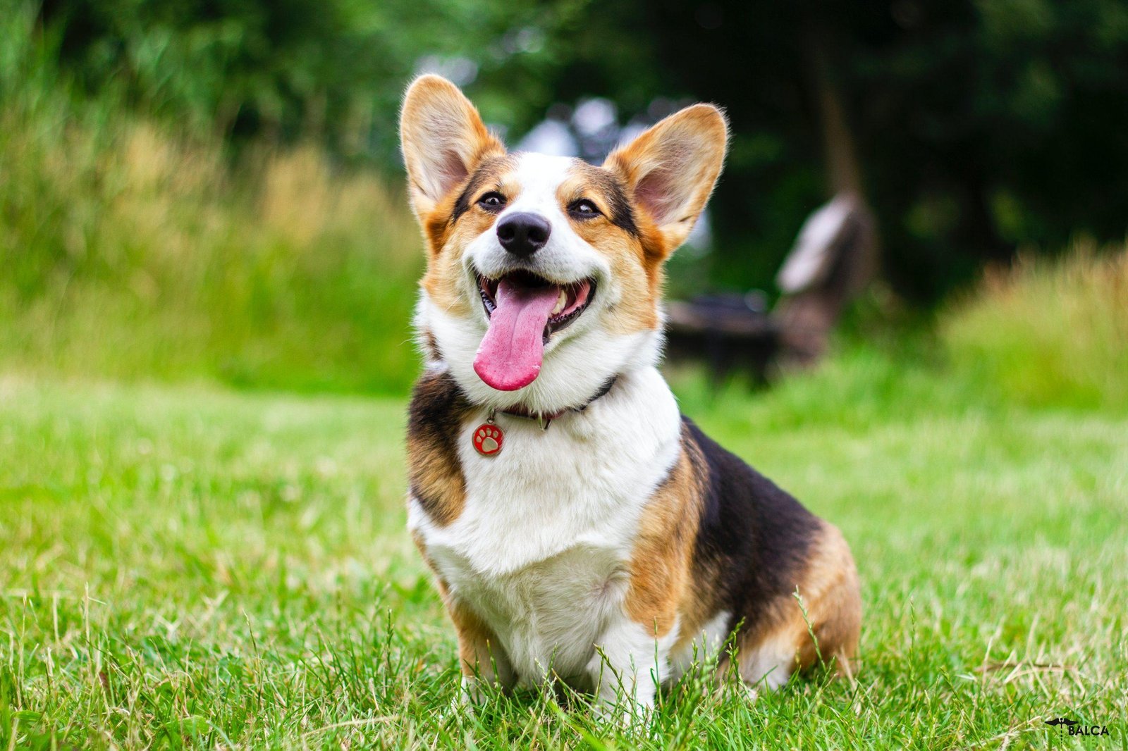 Sedatives for Dogs: How and When to Use Them Safely